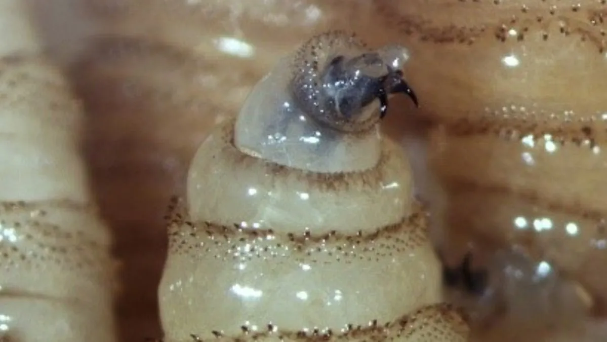 Confirman casos de gusano barrenador en perros de Acapulco