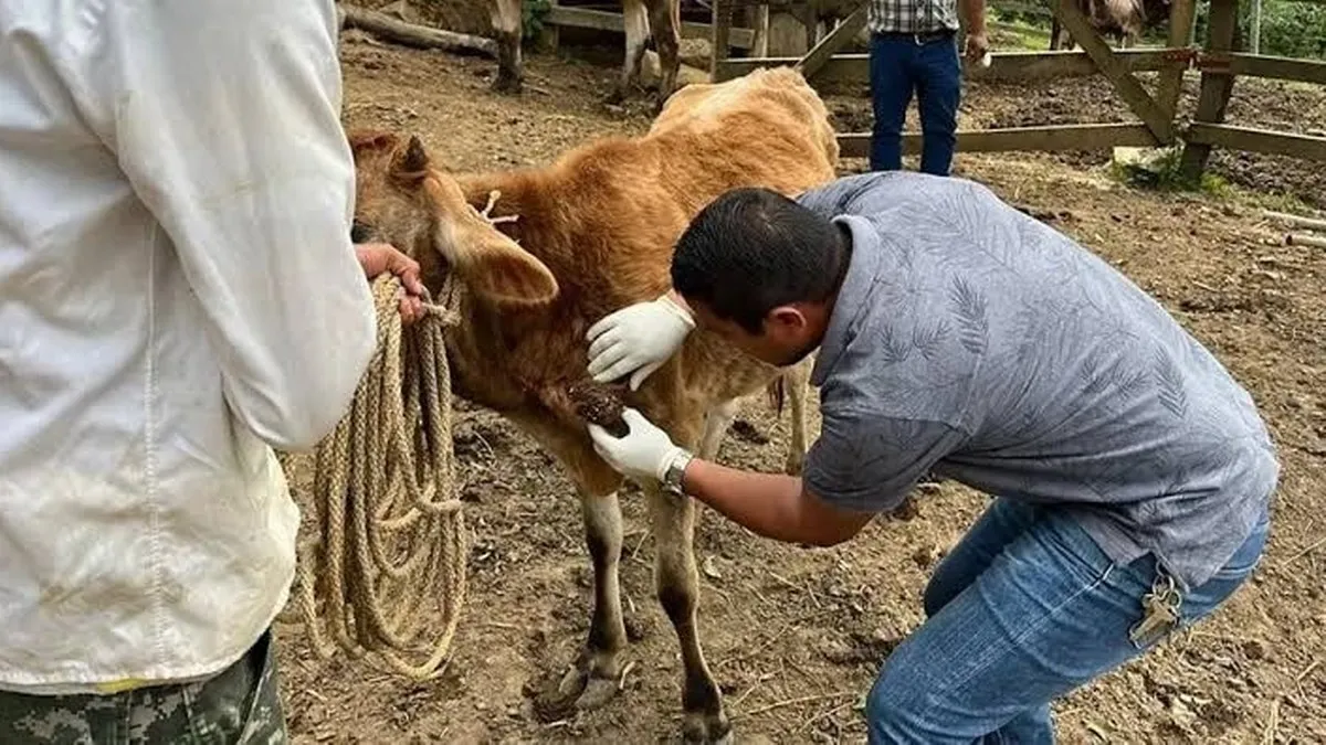 Gusano barrenador: detectan segundo caso de miasis humana en Guerrero