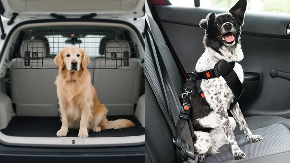 La prohibición: los perritos no pueden viajar ni en brazos ni en piernas.