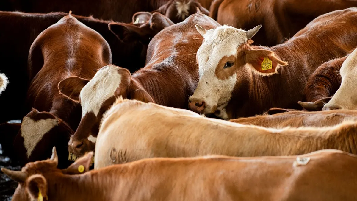 Detectan influenza D en 35% del ganado muestreado en Nuevo León