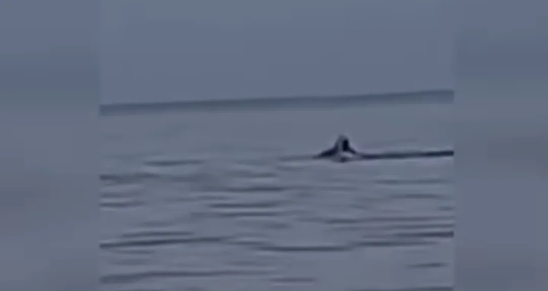 Video muestra ataque de animal en playa de Ixtapa que dejó un turista muerto