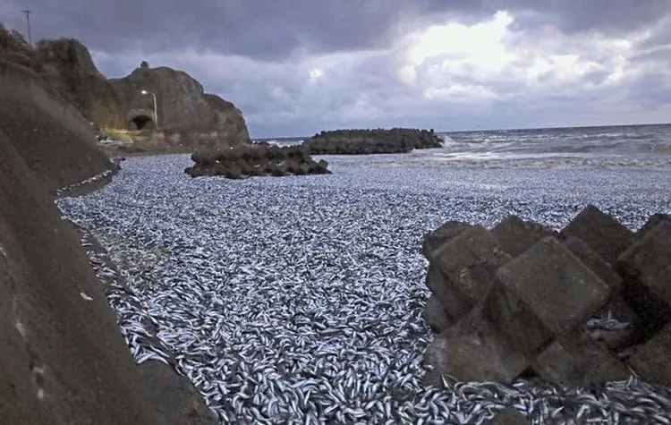 Aparecen miles de sardinas muertas en Japón; gobierno pide no comerlas