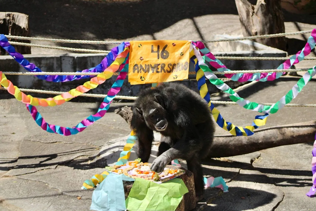 Zoochilpan celebra 46 años de preservar especies de animales; alista actividades para niñas y niños 